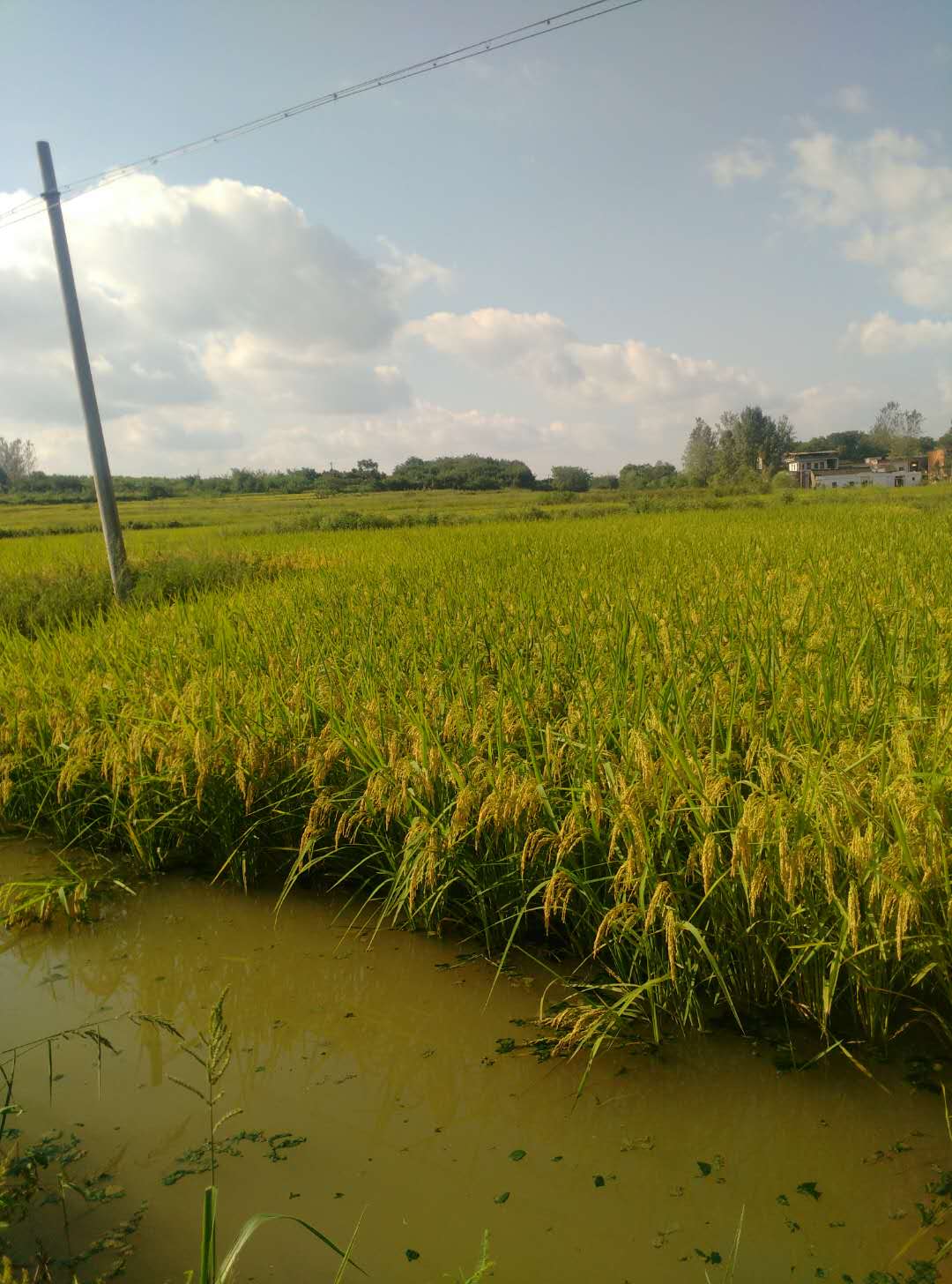 光山县宏展农业专业合作社 稻谷稻米