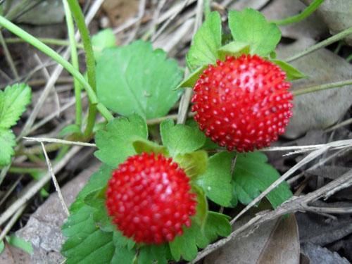想买新品蛇莓，就到梓惠花卉 |蛇莓种植基地