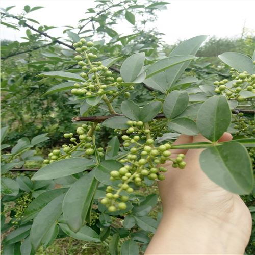 青川种植的无刺花椒产量好不好