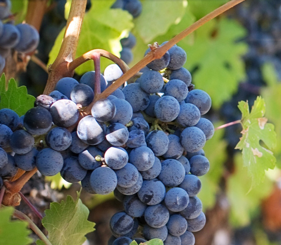 葡萄种植生长环境要求有哪些