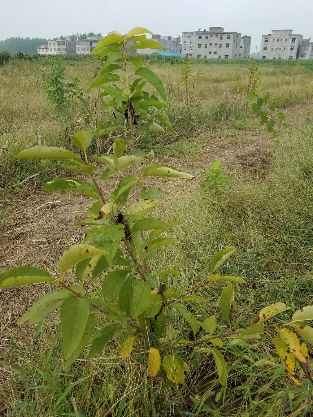 阜南县樱桃种植-阜南县亚辉种养殖专业合作社