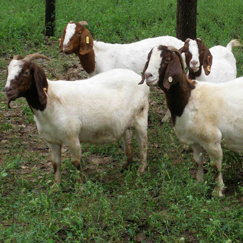 鲁山波尔山羊专业养殖