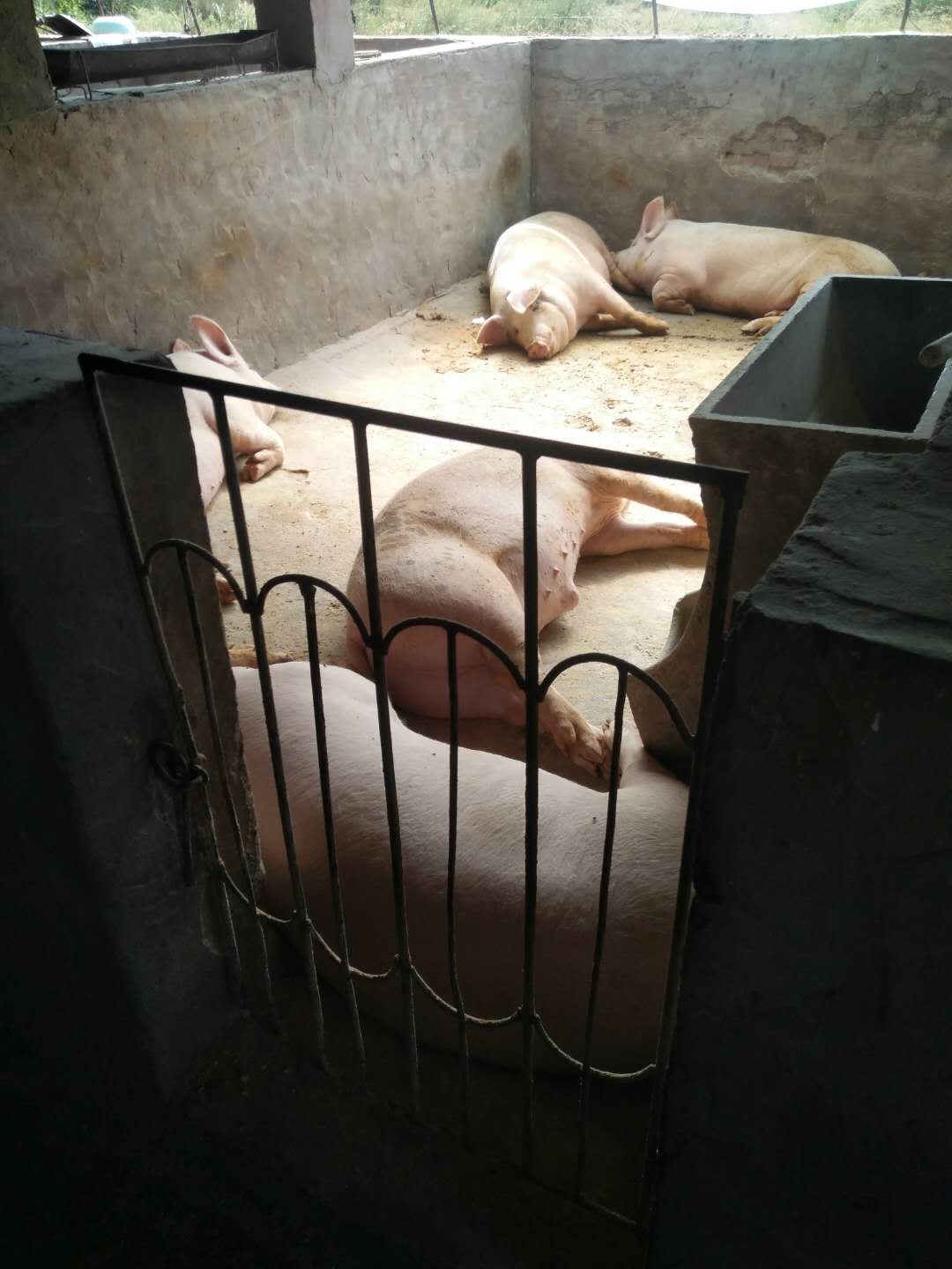健康无疫病绿色养殖猪产品销售