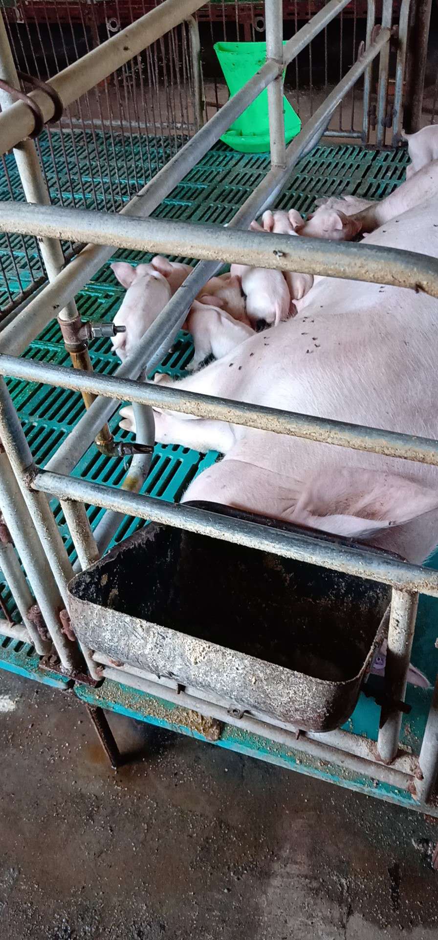 唐山育肥猪养殖