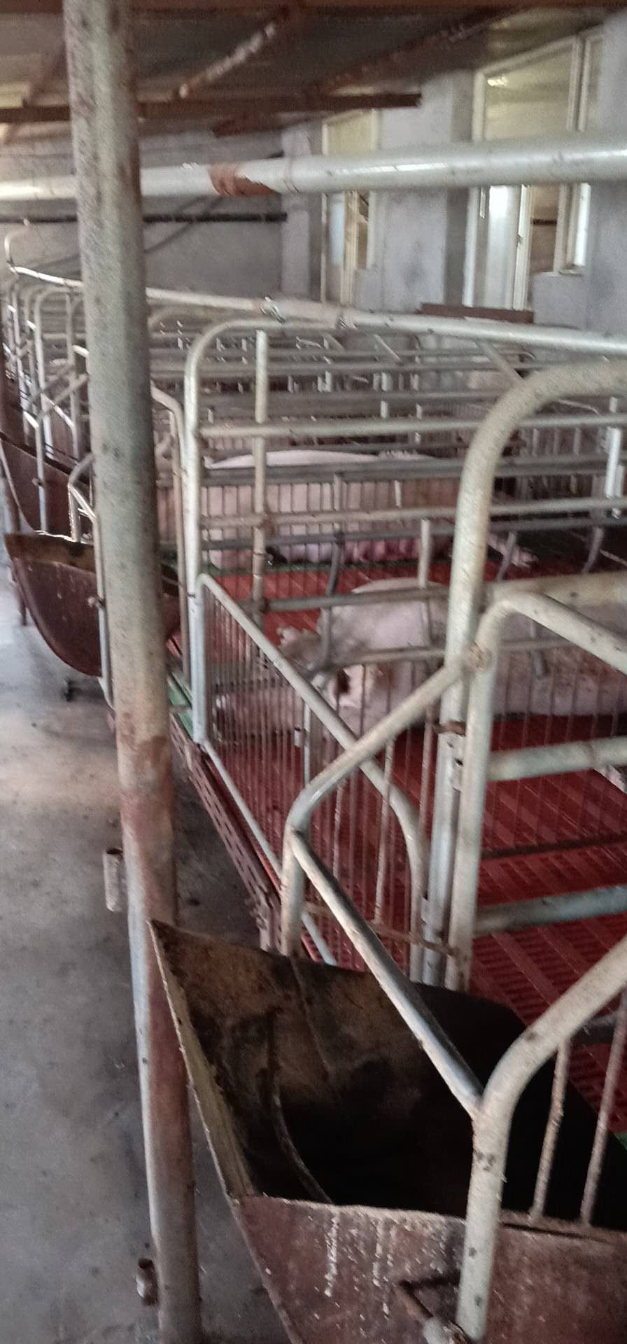唐山生猪养殖场