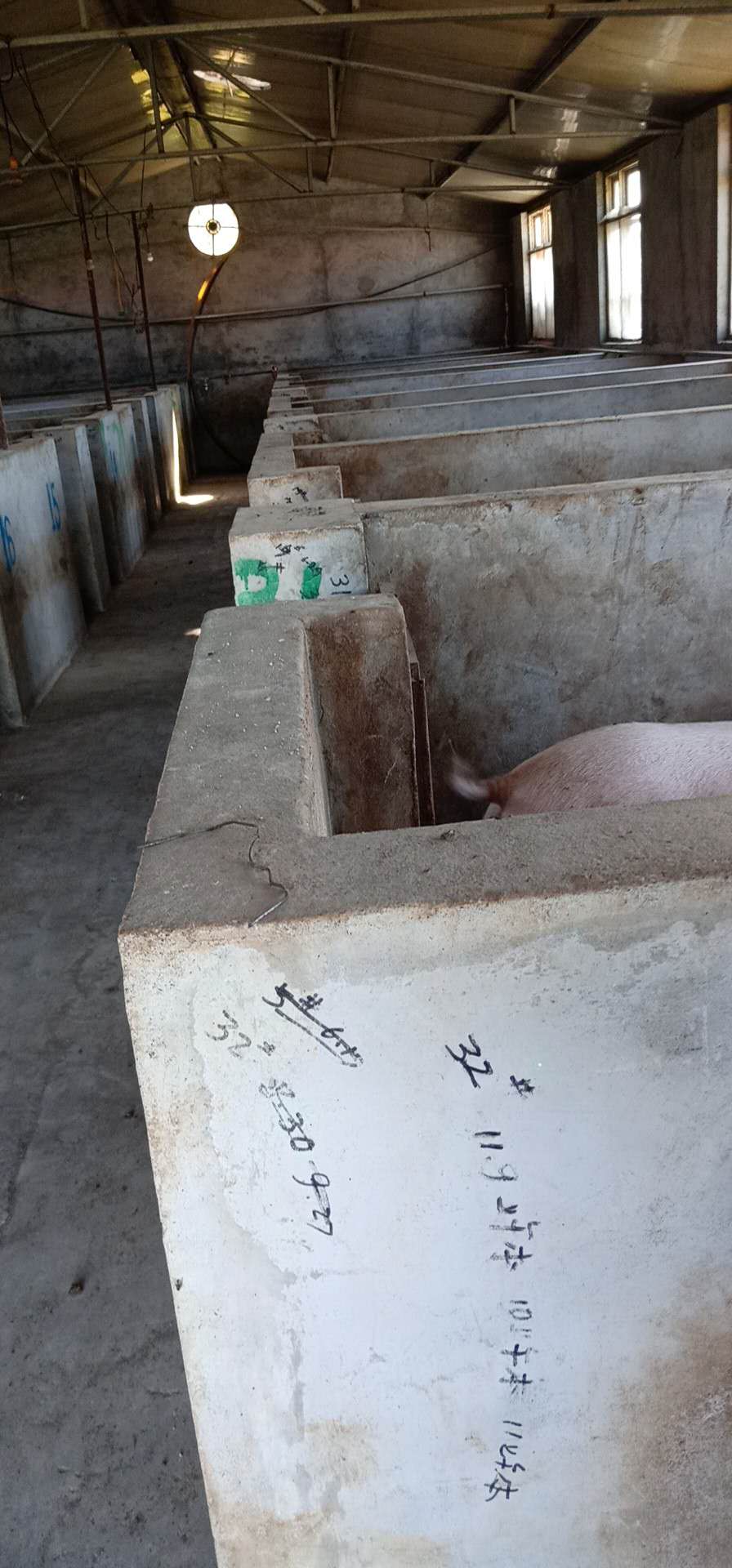 唐山生猪养殖基地