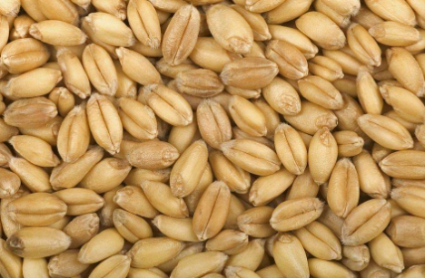 邓州市小麦专业种植合作社
