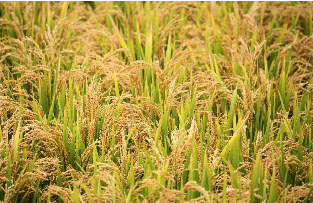邓州市稻子专业种植