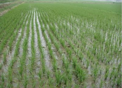 邓州水稻种植专业合作社