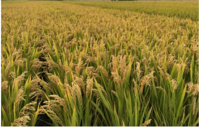 邓州市水稻种植销售