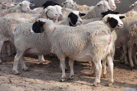 乌拉特中旗养羊价格