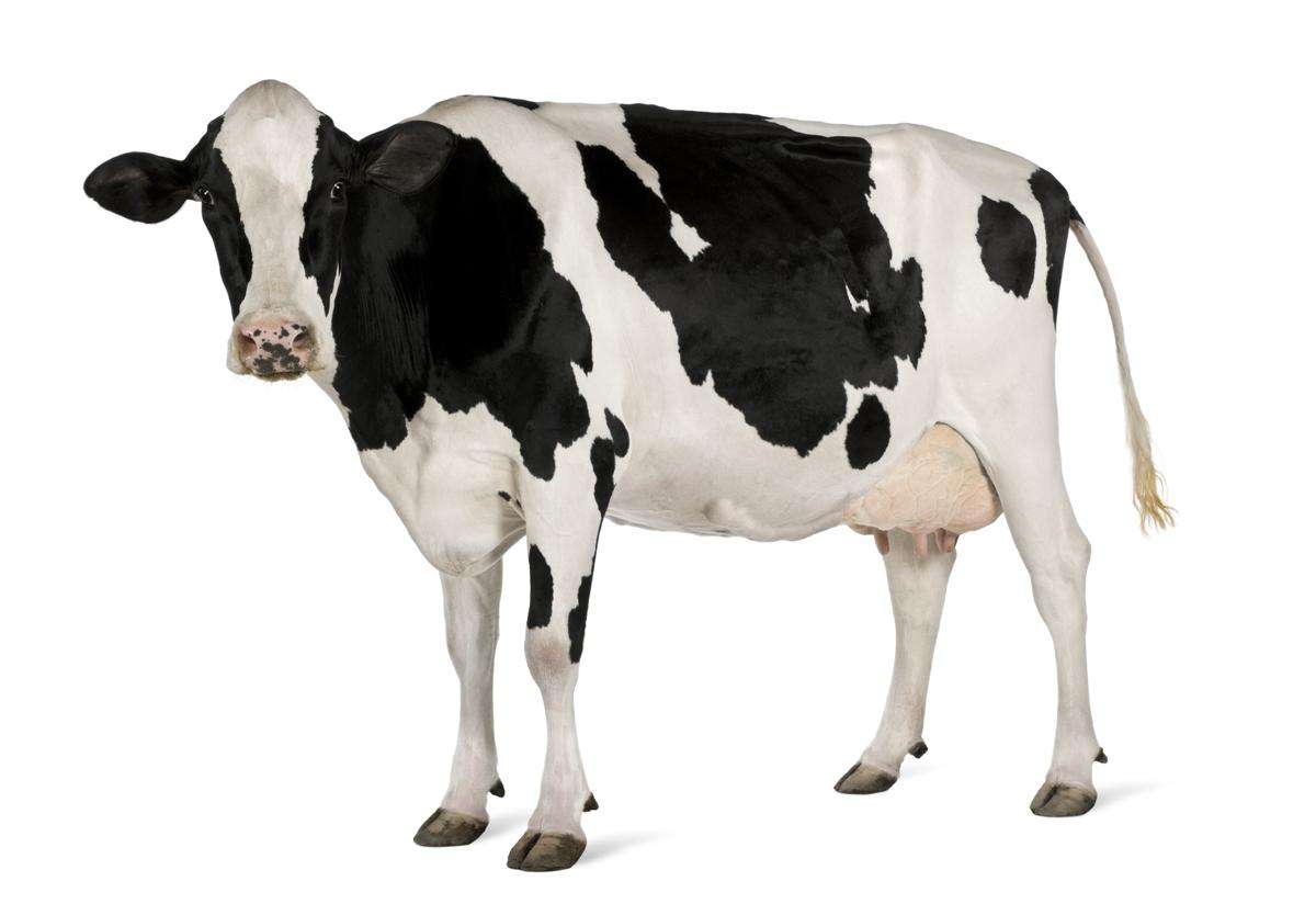 乌拉特中旗养牛有限机构