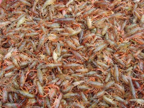 攀枝花龙虾种苗养殖供应商 大量批发