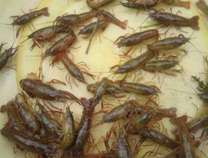 巴中龙虾种苗养殖水产养殖