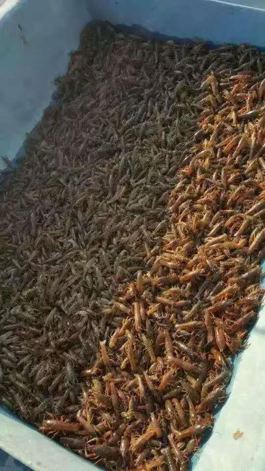 攀枝花龙虾种苗养殖供应商
