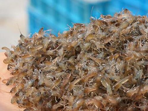 大量批发 叙州区淡水龙虾苗养殖场基地