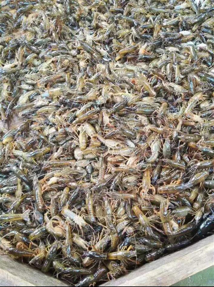 大量批发 广安龙虾种苗养殖出售