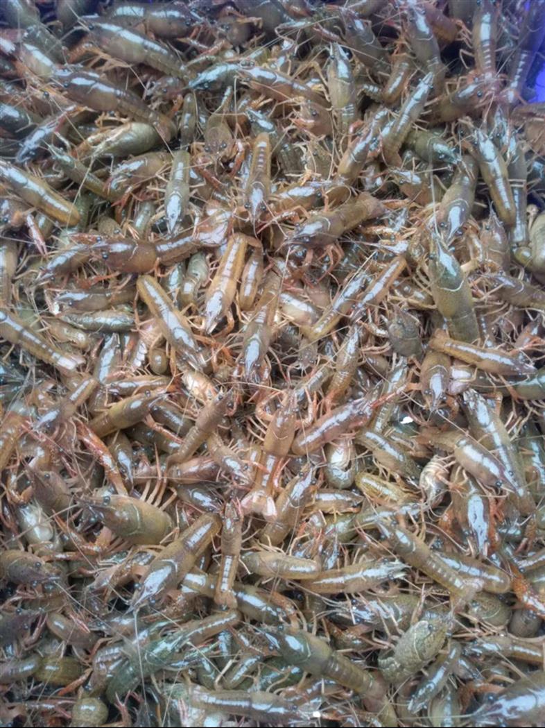 黔西南种虾养殖 技术提供