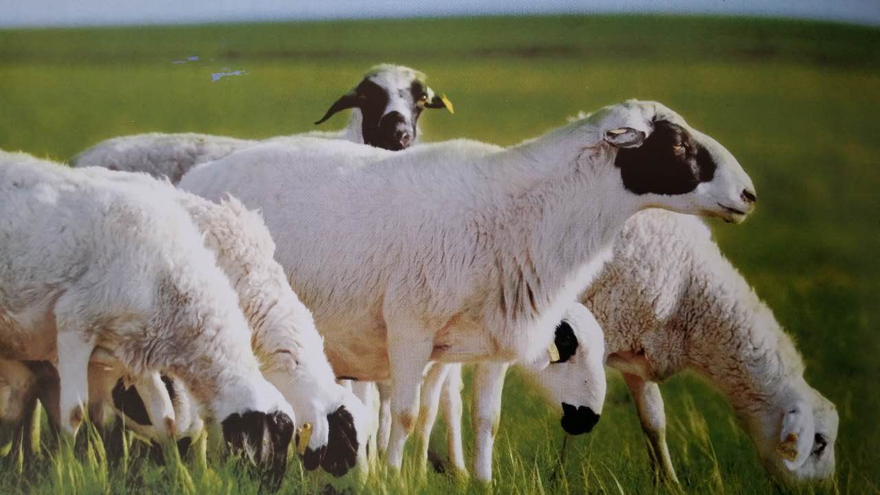 苏尼特右旗养羊有限机构