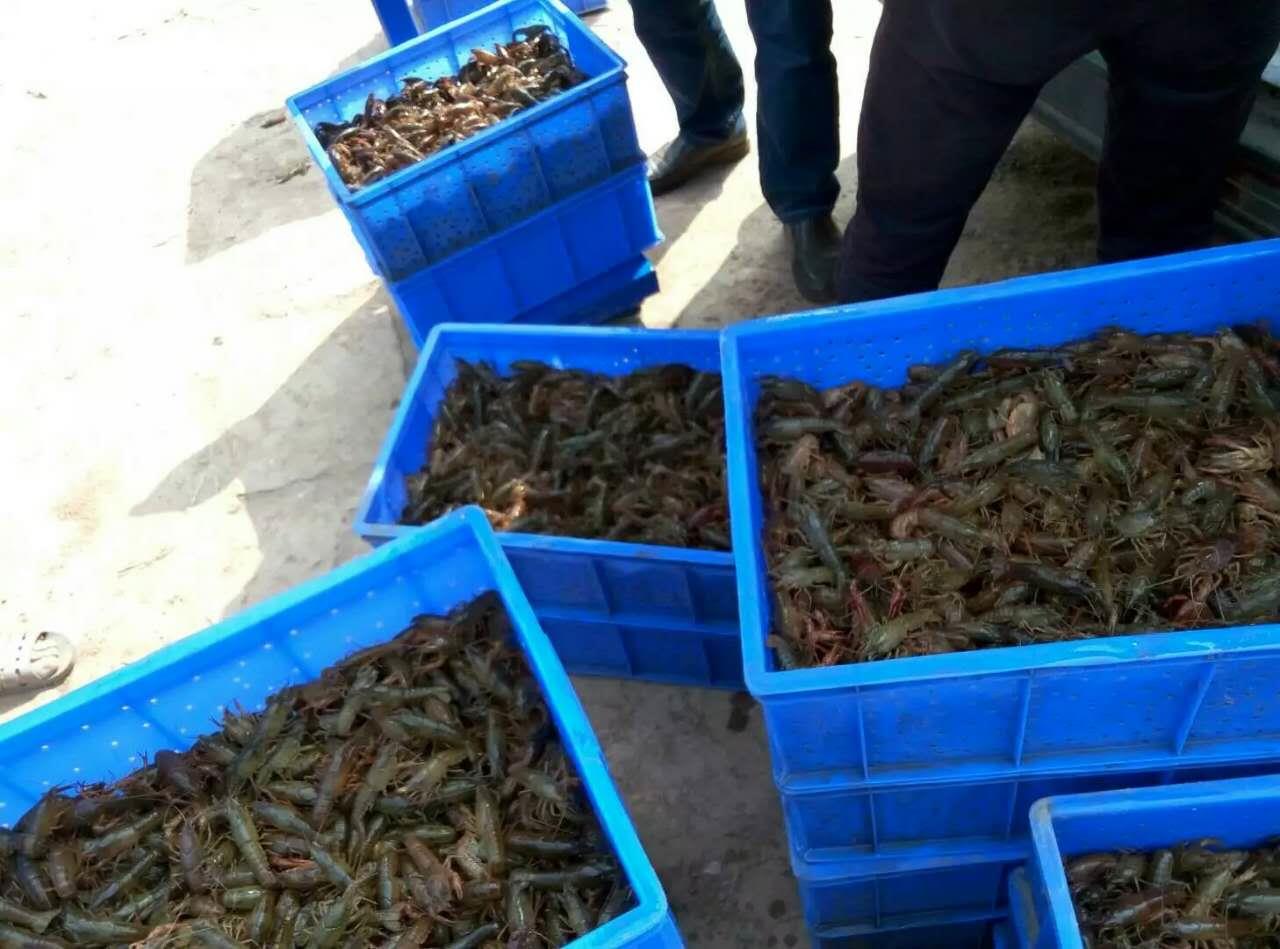 南充小龙虾种苗养殖基地 40天可达1两