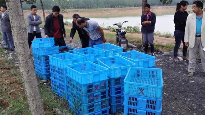 广元龙虾种苗培育 28天即可上市