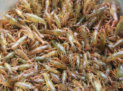 广安小龙虾种苗养殖 28天即可上市