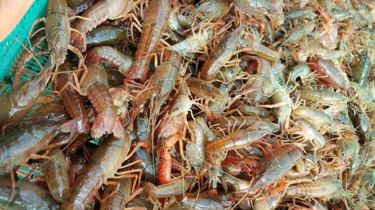 南充龙虾种苗养殖基地 28天即可上市