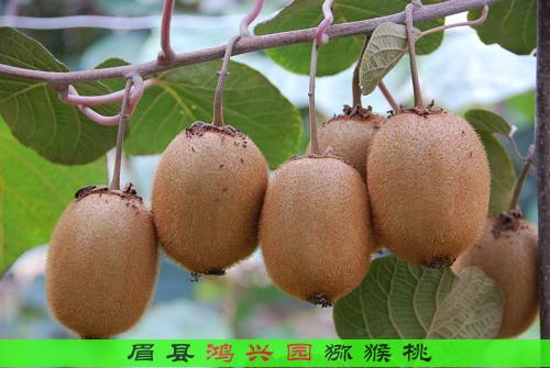 现在上海新鲜徐香绿心弥猕猴桃收购价格行情详细介绍