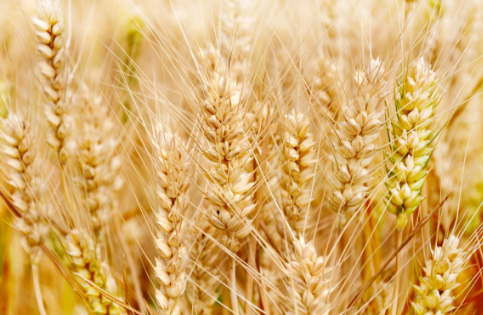 南阳市小麦专业种植