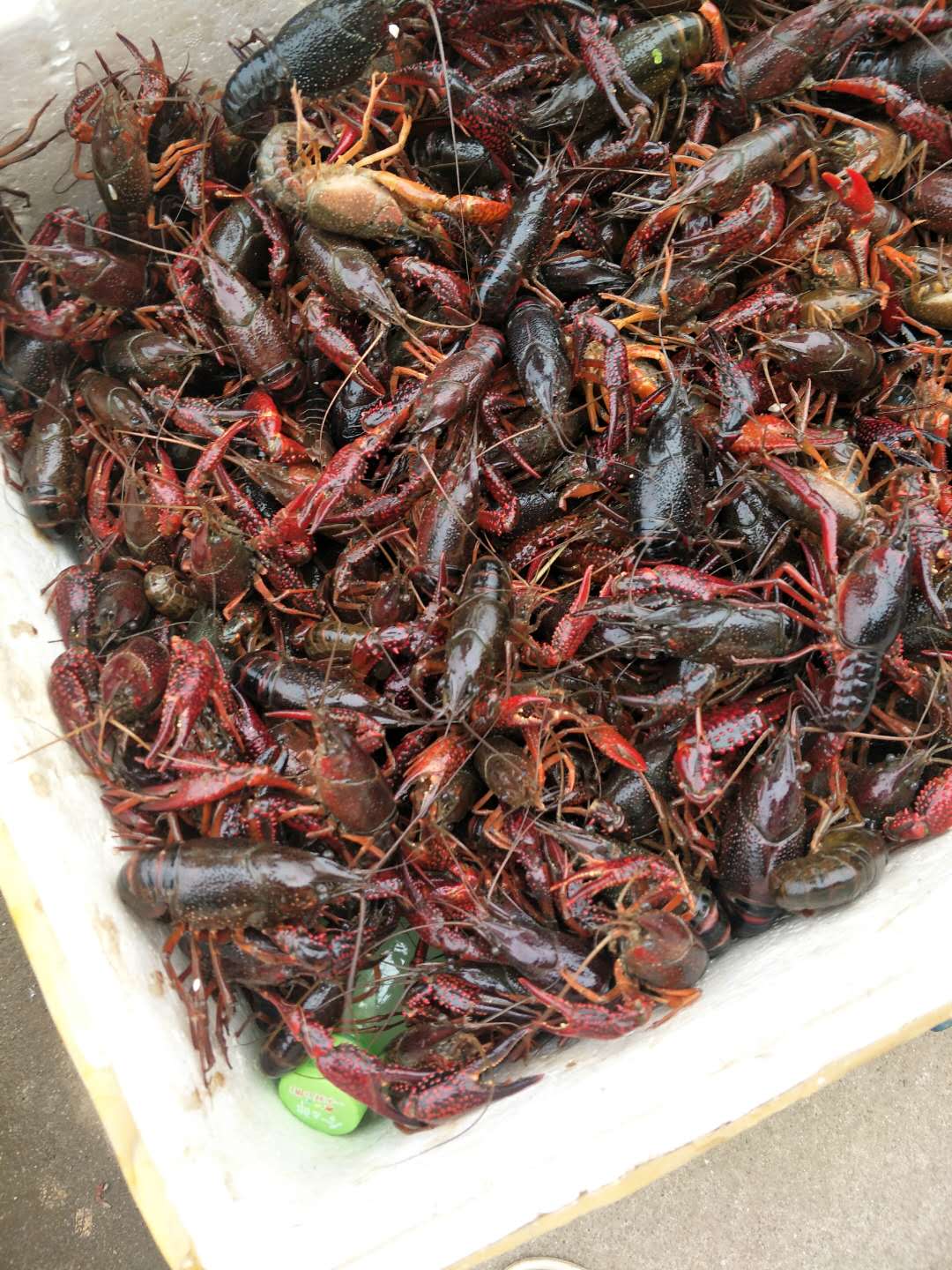 邓州市小龙虾专业养殖