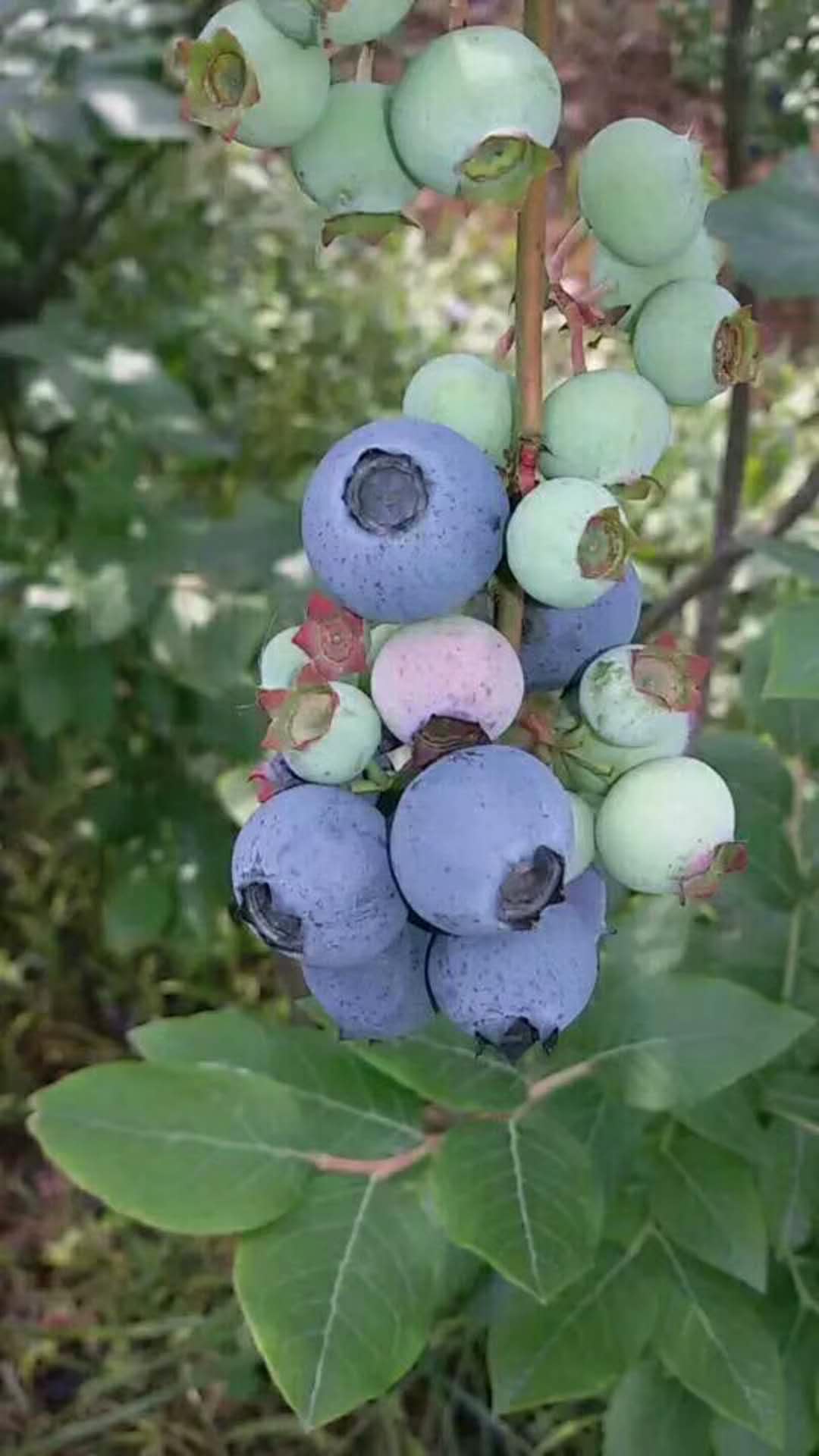 襄阳哪有蓝莓种植基地