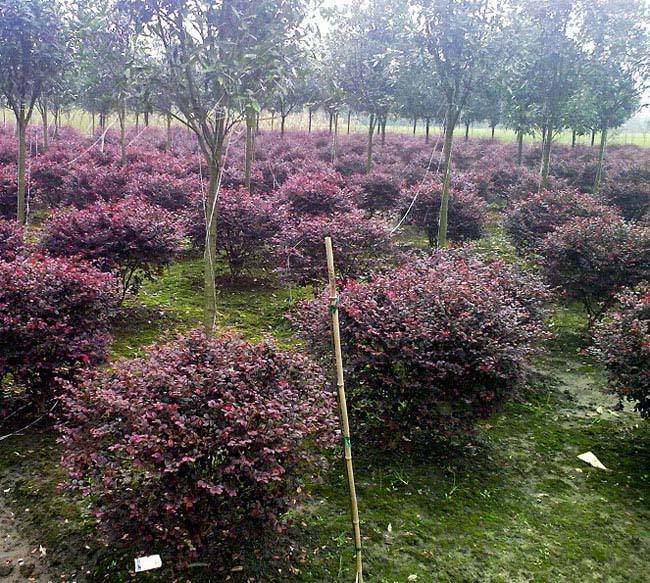 西峡县红花檵木专业种植