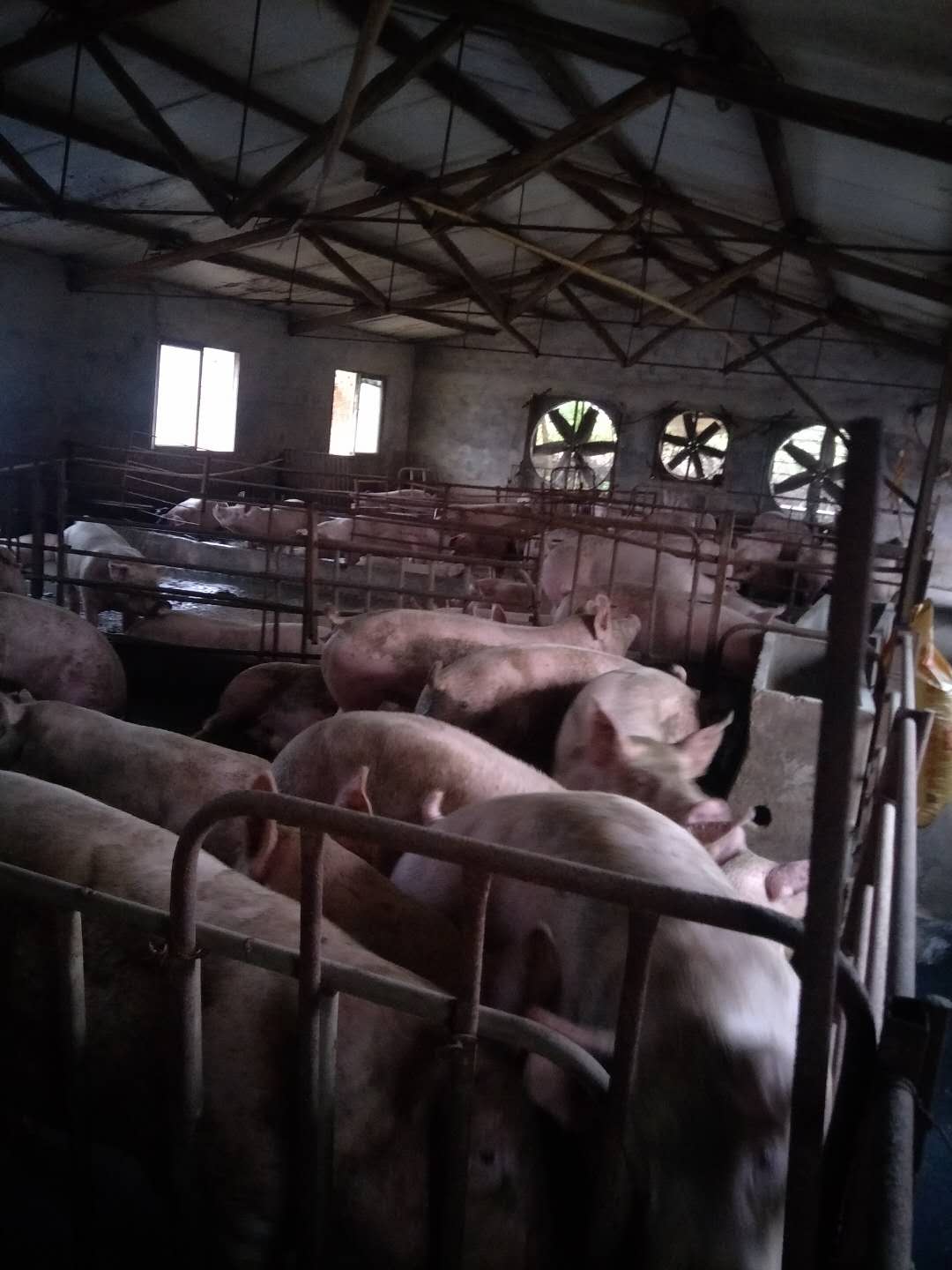 枣阳有家庭农场养猪