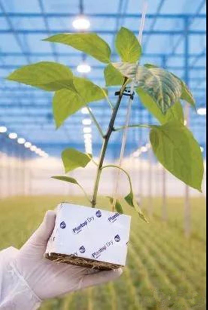 广州西红柿吊蔓立体种植系统栽培槽什么牌子好