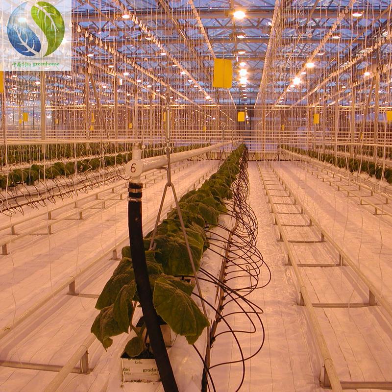 公司产品服务于最大的番茄种植基地