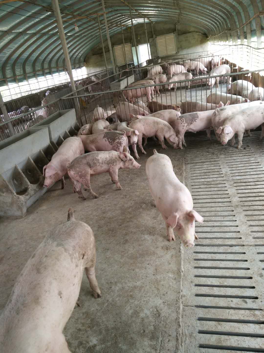 生猪养殖的主要特点有哪些