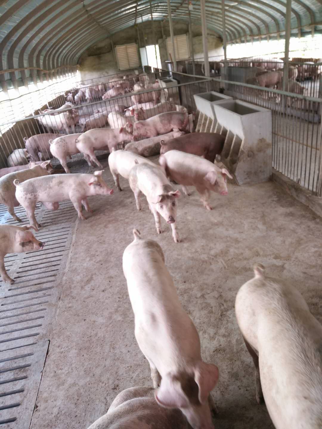 生猪养殖品种选择要点