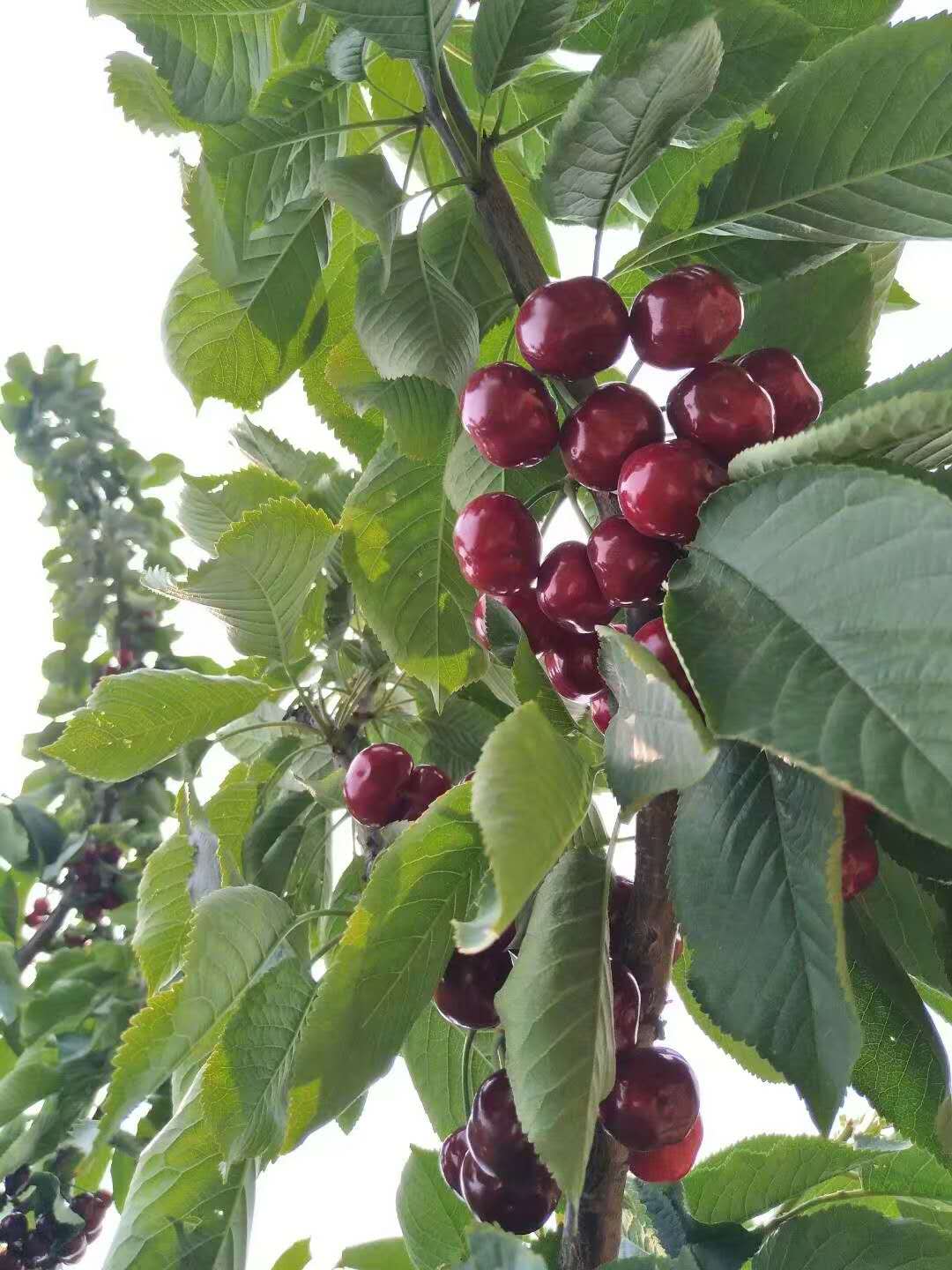 镇平县新鲜樱桃专业种植销售