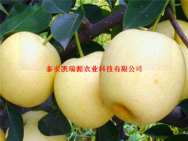 北京苏翠梨树苗价格 耐旱丰产