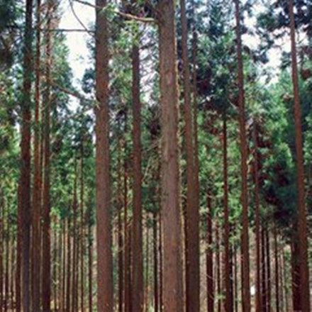 杉树种植的经济效益分析-速生杉树苗批发供应基地