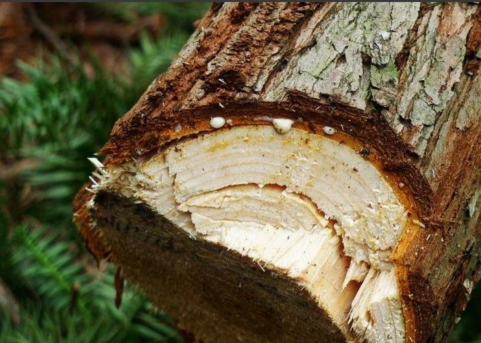 杉木种植的经济效益分析-杉木苗批发供应商