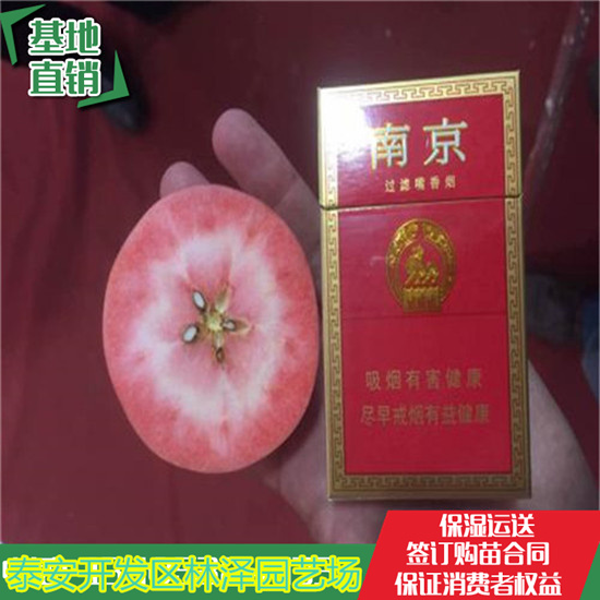 贵州省中秋王苹果苗批发