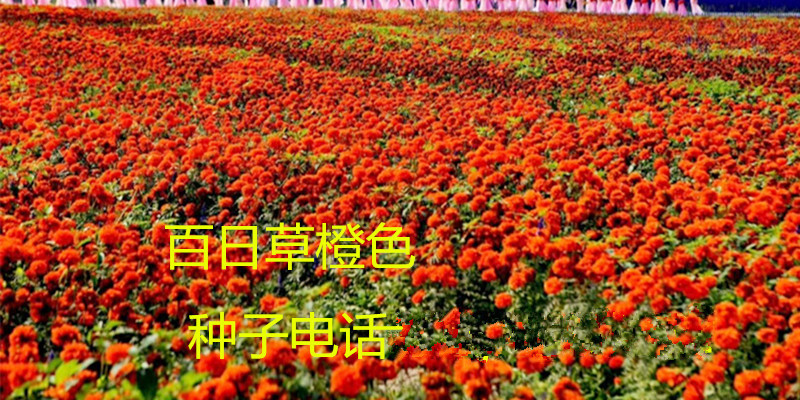 百日菊种子花色齐全低价批发