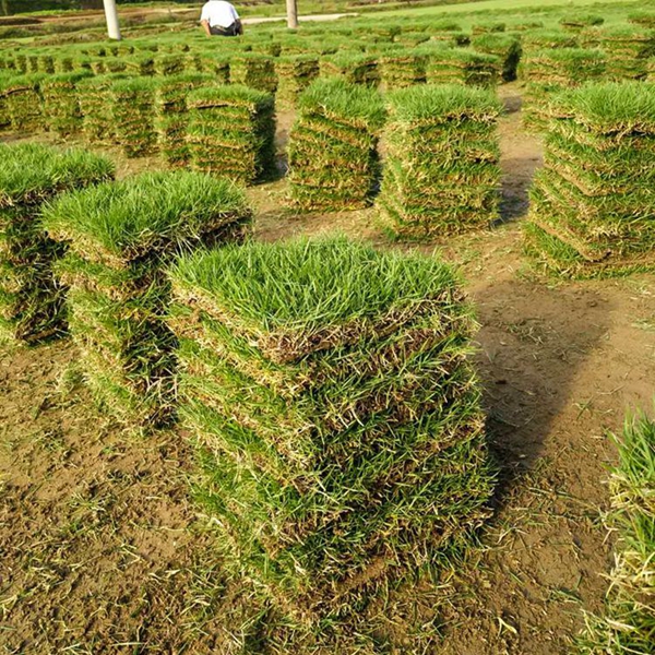 提供贵州贵阳马尼拉真草皮家庭草坪较好种什么