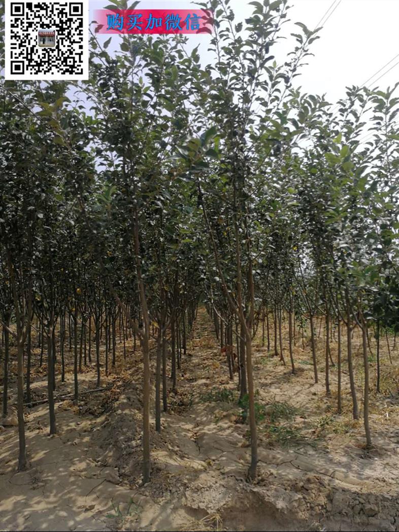 西藏低价苹果树供应商