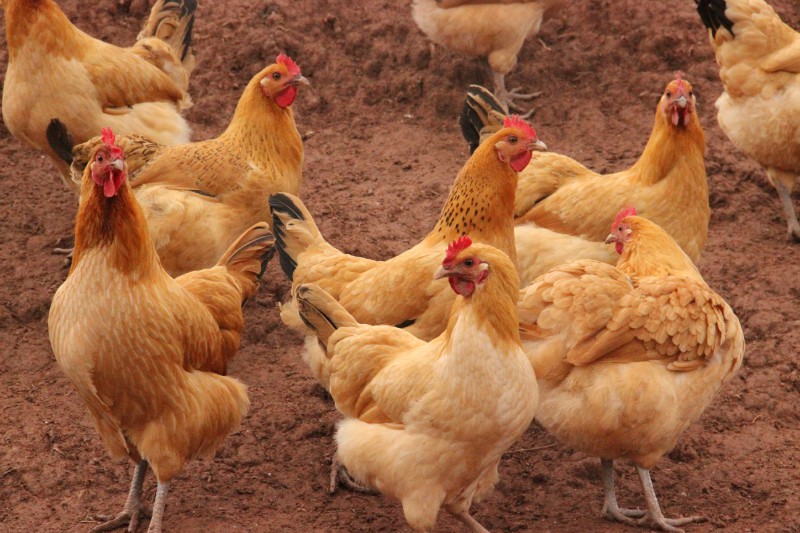 渝北养殖土鸡 自生源土鸡苗批发 常年供应优质土鸡苗