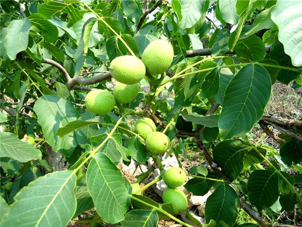 映霜红桃树种苗有 126油桃桃树苗繁育基地