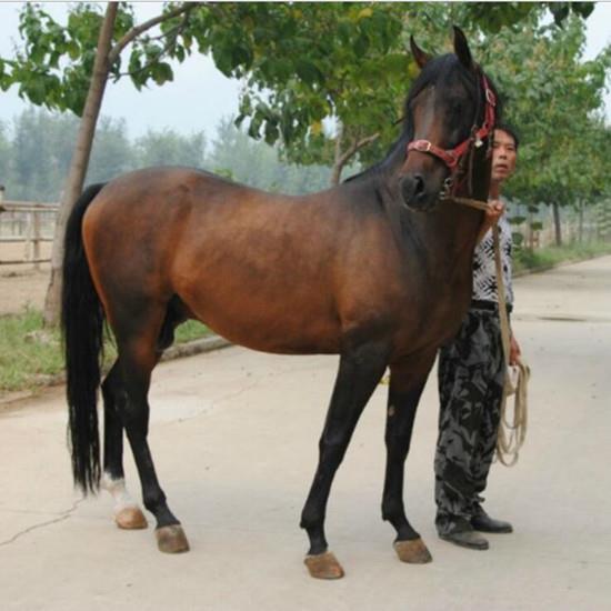 安徽优质矮马出售