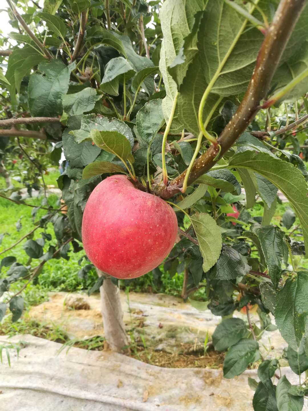 怀化苹果树苗新品种