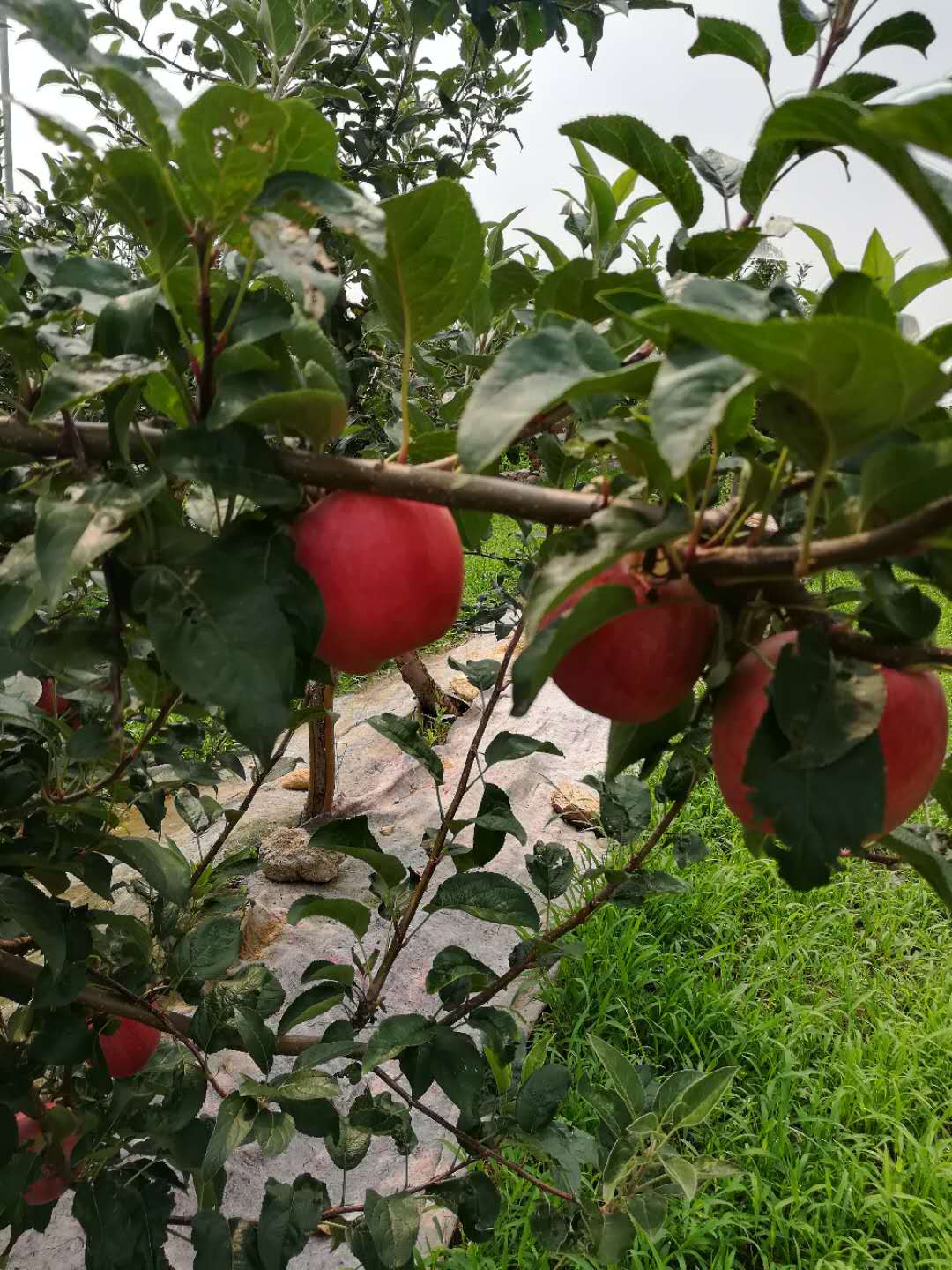 提高苹果苗木成活率的技术措施